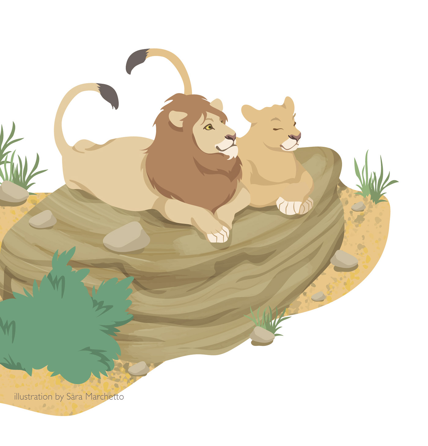 vector illustrations of two lions resting over a rock. made for non-fiction children's book.
