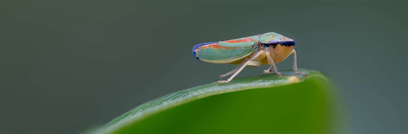 close-up Graphocephala fennahi insect insekt macro makro Nature rhododendron leafhopper Rhododendronzikade wild life