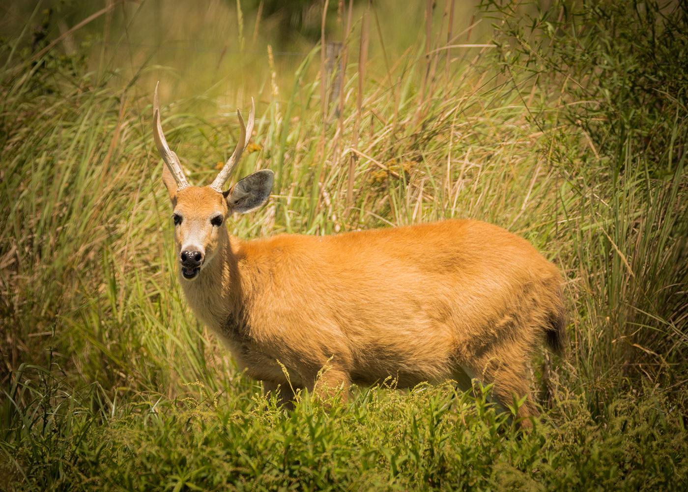 capybara carpincho corrientes esteros del iberá fauna fotografia de naturaleza Mono Carayá naturaleza Nature yacare