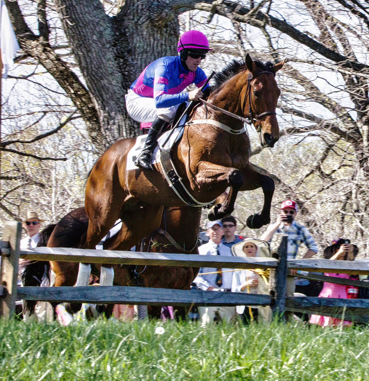 equestrian equine Horse racing horses loudoun county Point to Point Steeplechase