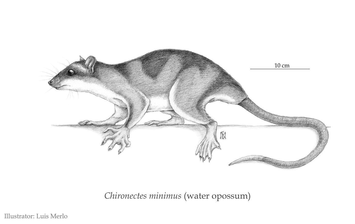 fauna mammal marsupial opossum scientific illustration