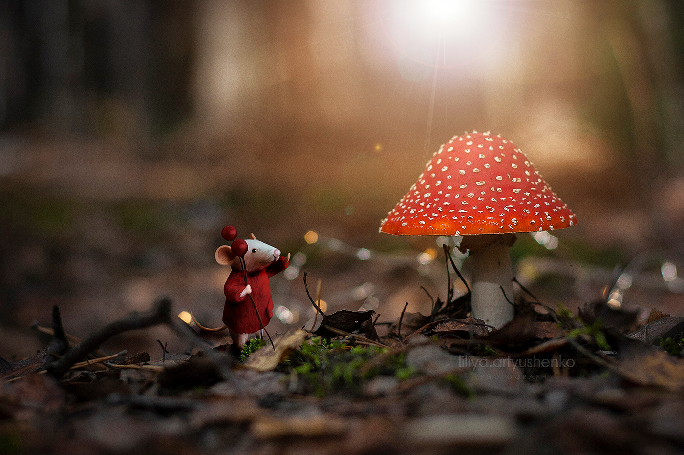 augmented reality collage forest mushroom photo