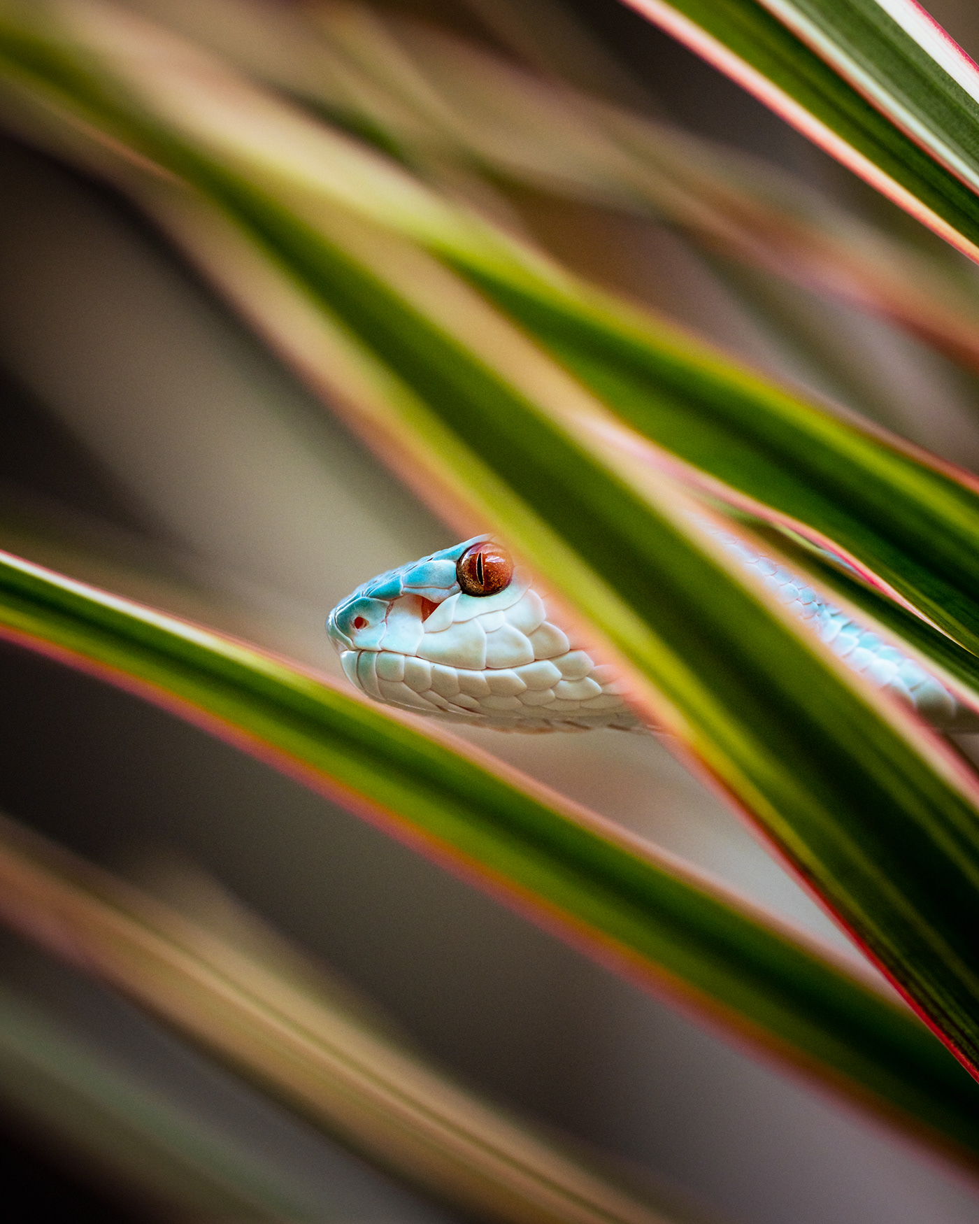 animal Colourful  Diversity macro Nature nature photography Photography  reptile snake snakes