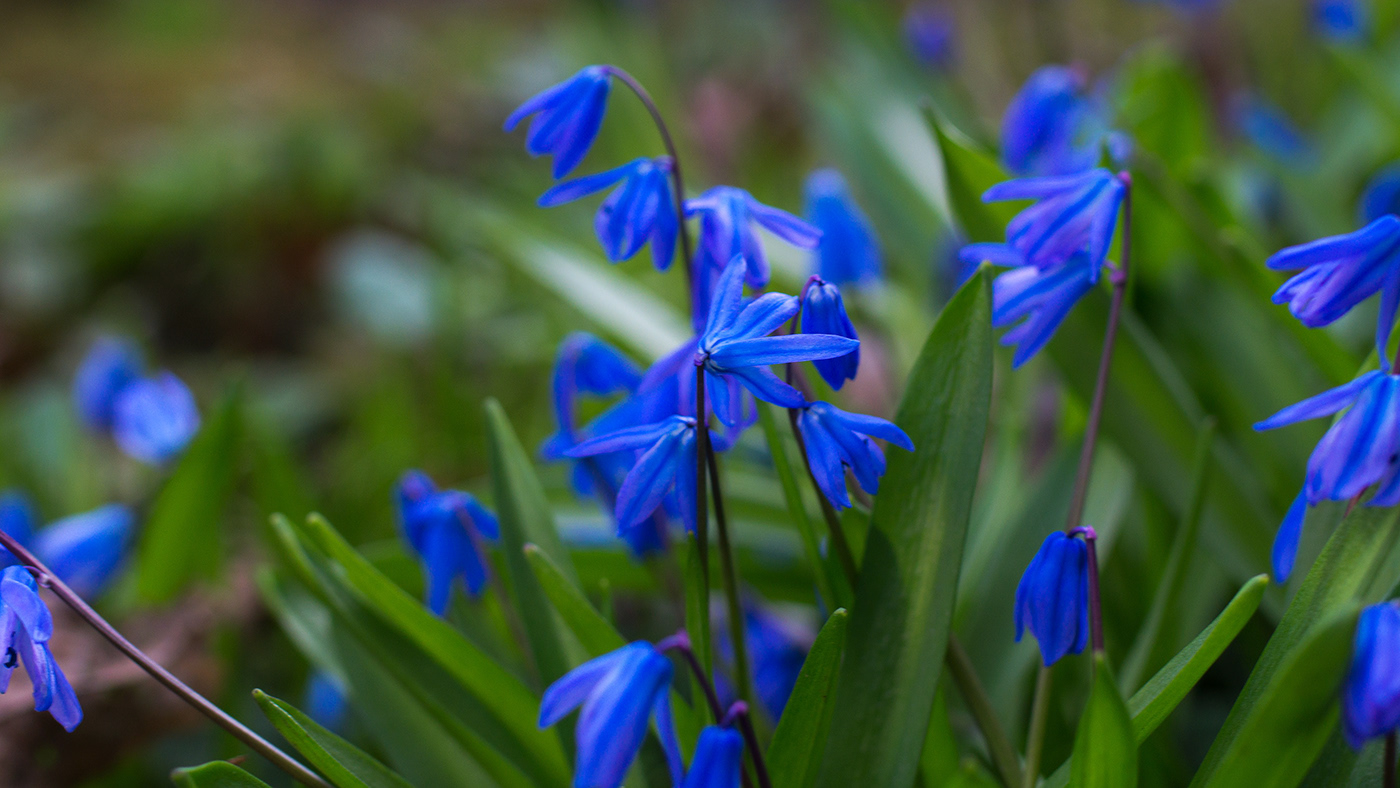 april spring Flowers Nature blue scilla