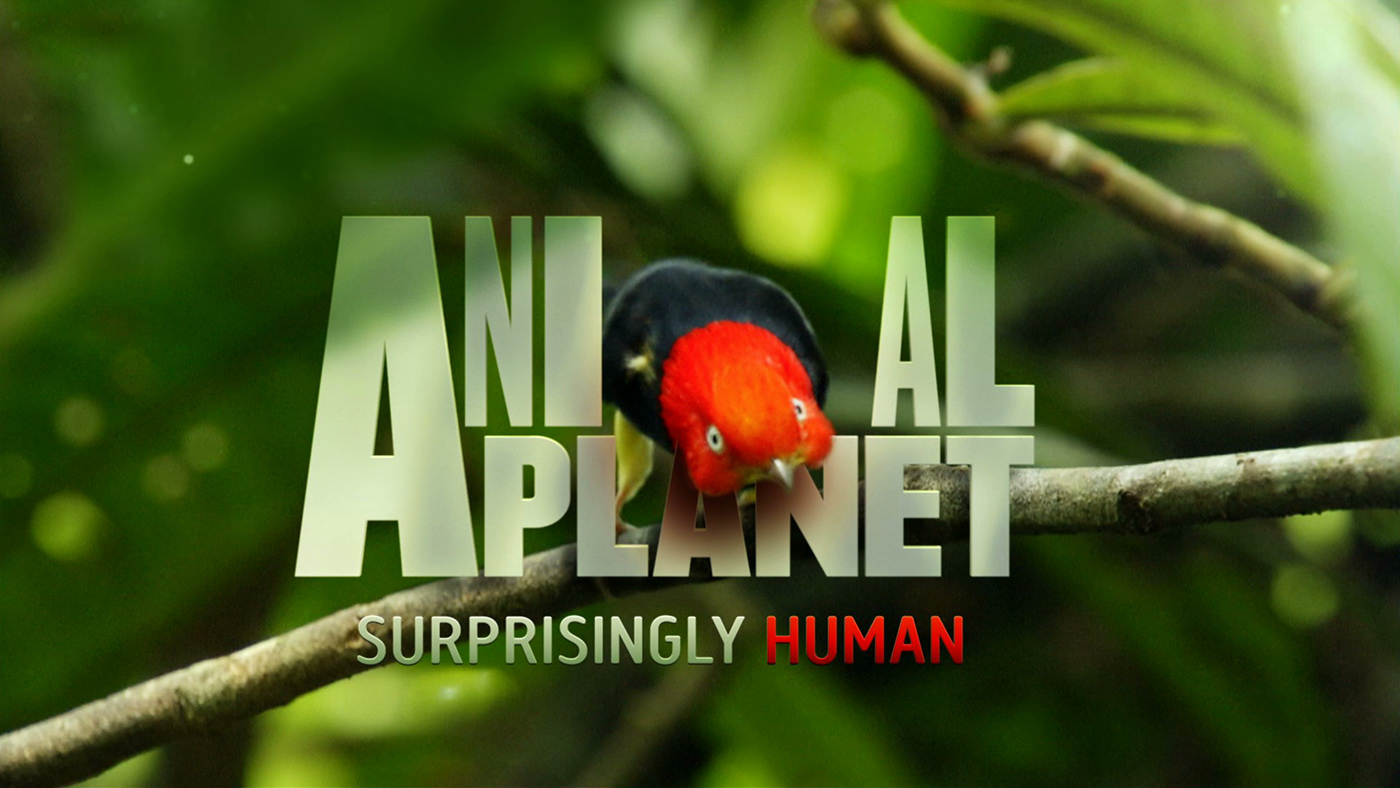 Animal Planet bumper Ident strapline Rebrand discovery after effects cinema4d