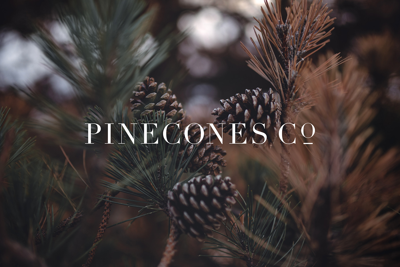 Pinecones Co white logo on background.