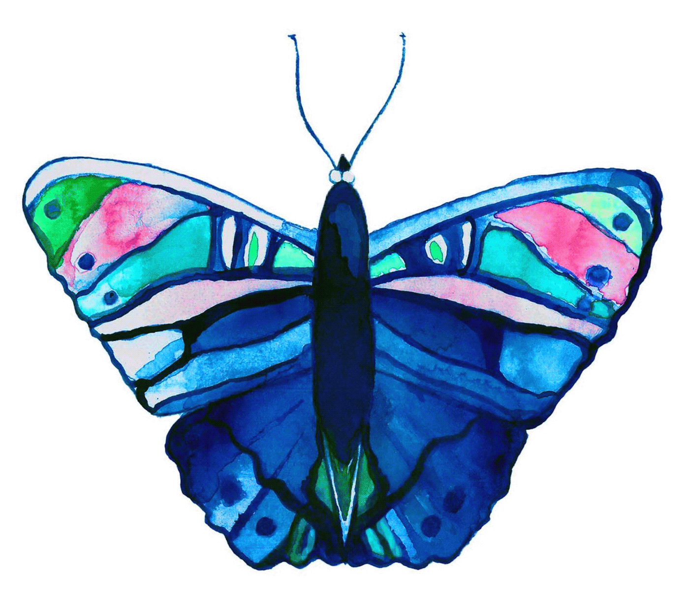 animales animals mariposa naturaleza watercolour