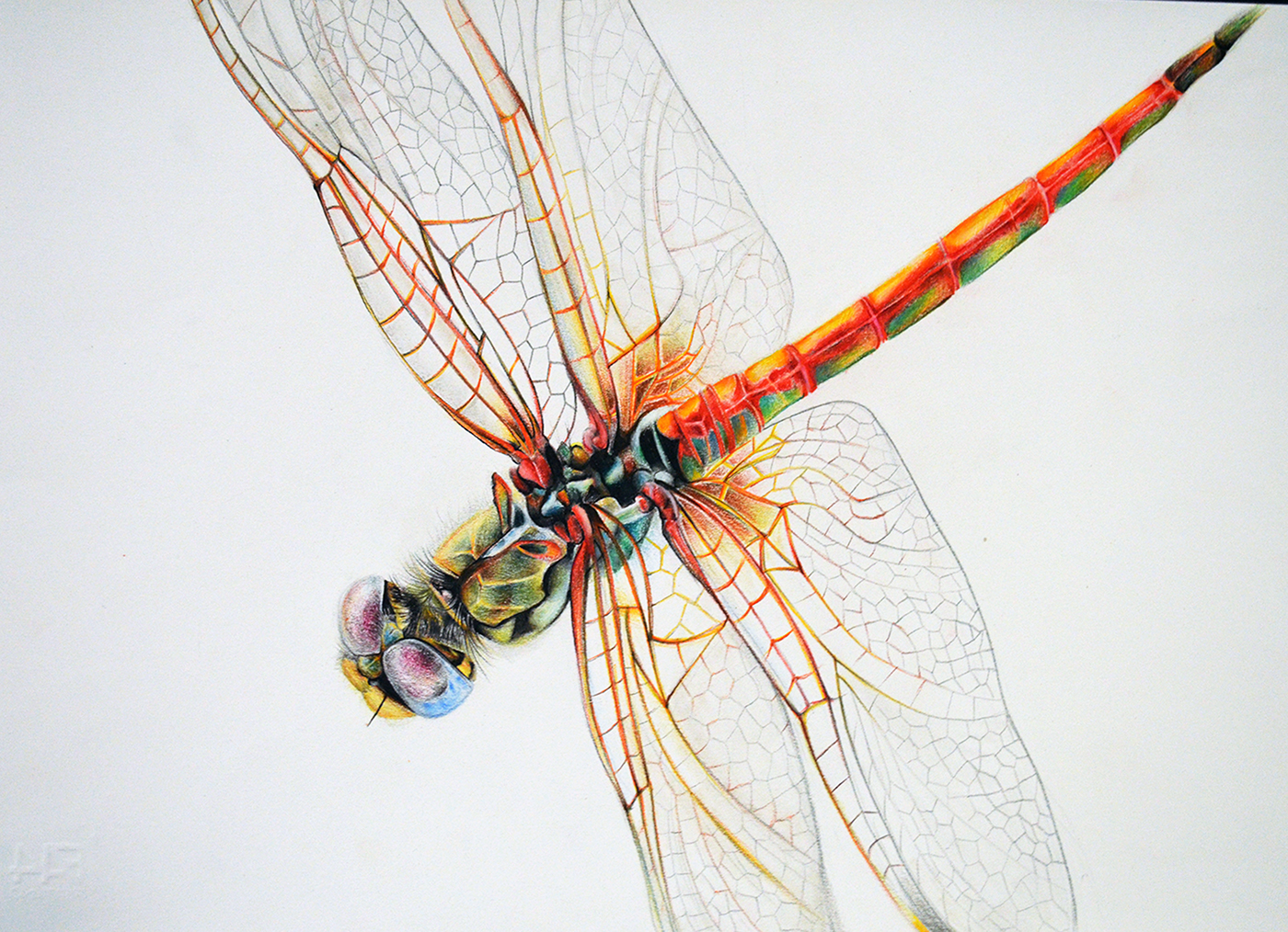 illustrations dragonfly DVD graphicdesign libellule films colors photoshop