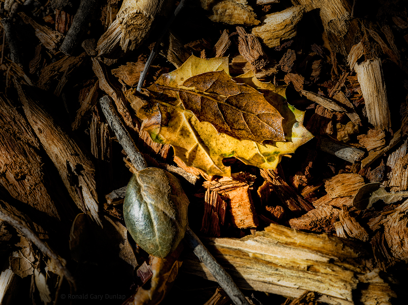 woods leaves leaf New Years Day Found objects In situ winter fall colors