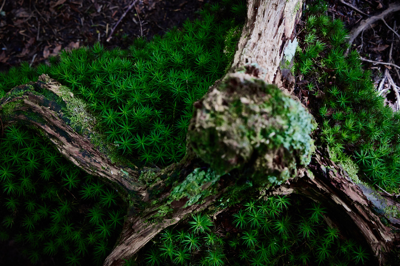 dark forest Forests Fotografia green Nature photo photographer Photography  trees