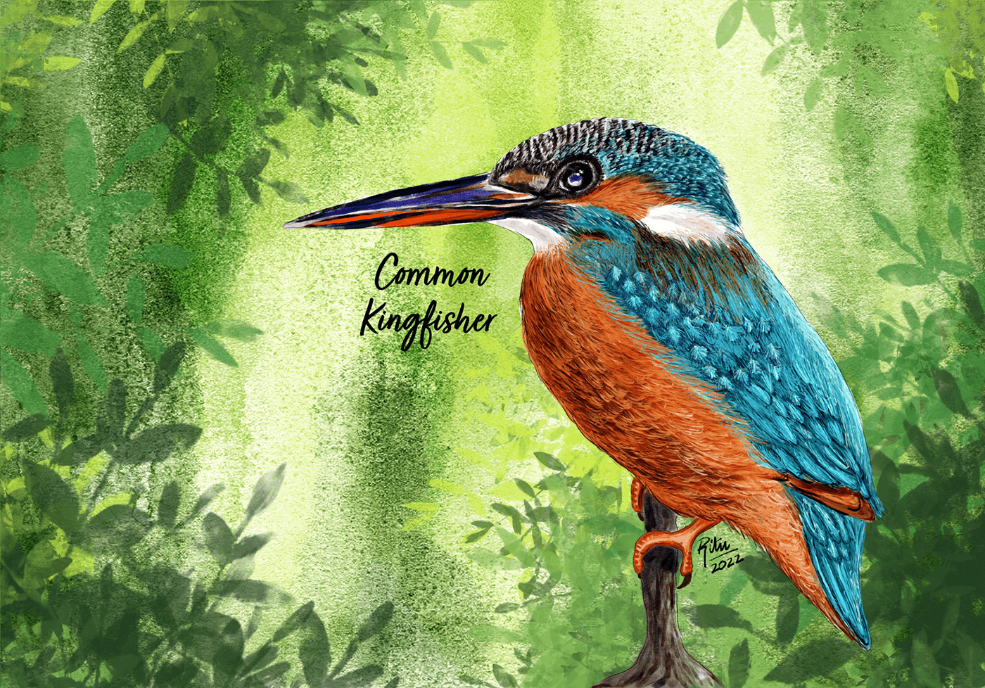 adobefresco bird birdillustration Digital Art  Drawing  ILLUSTRATION  kingfisher Nature painting   watercolor