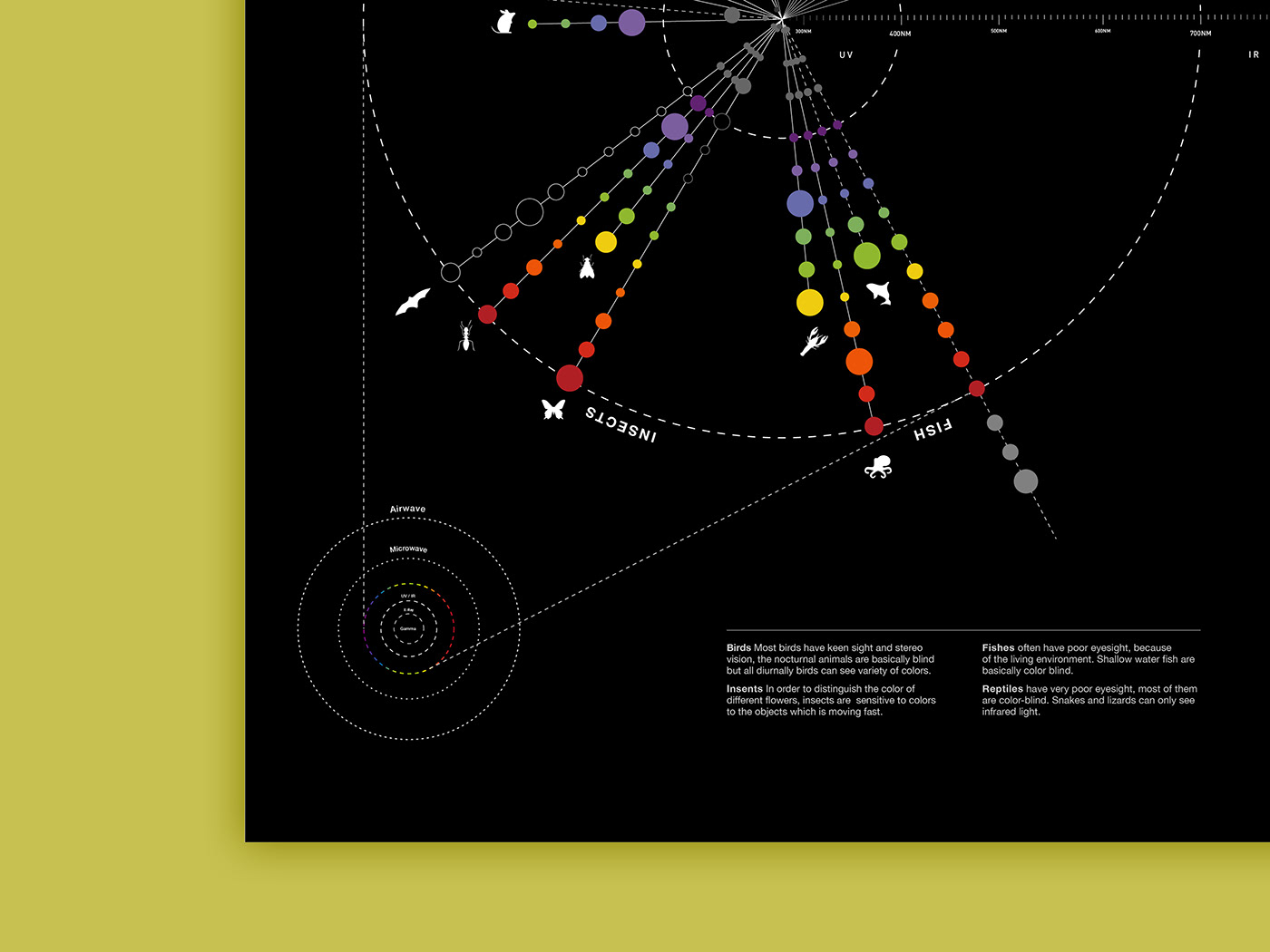 infographic BIODIAGRAM poster graphic design  animal vision