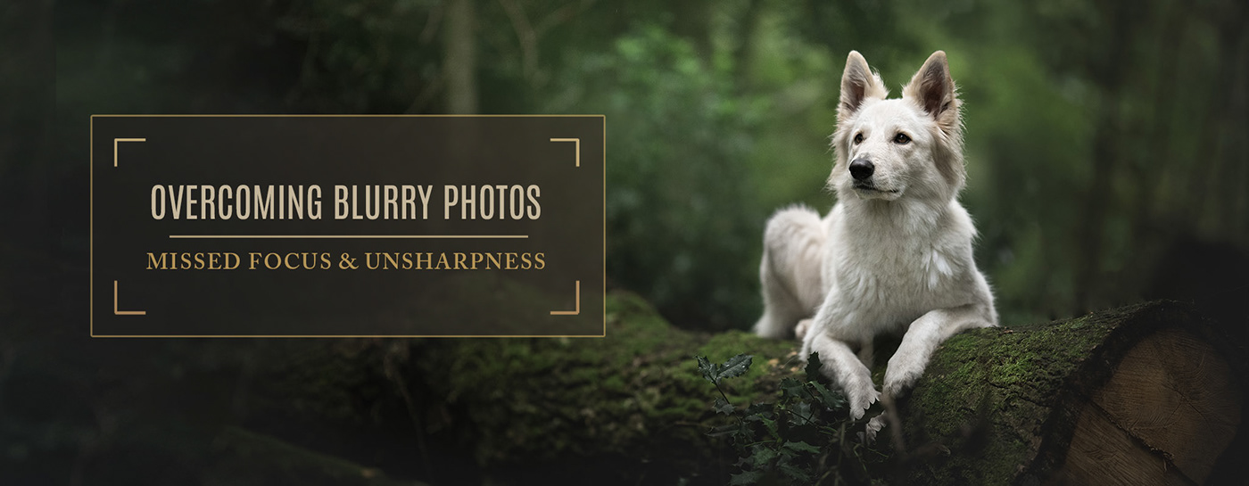 calibration dog photography equine photography Guide Pet pet photography tutorial