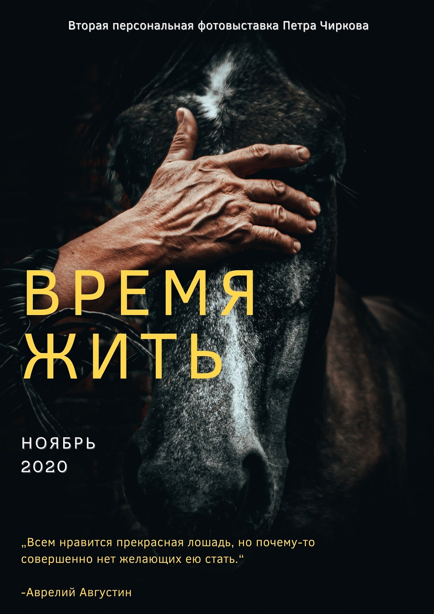 animal help horse horses mrkifa photo photo exhibition photographer