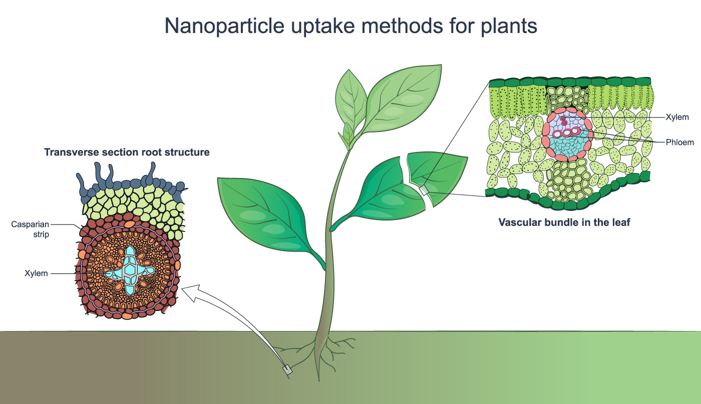 Nanoparticle illustration diagram