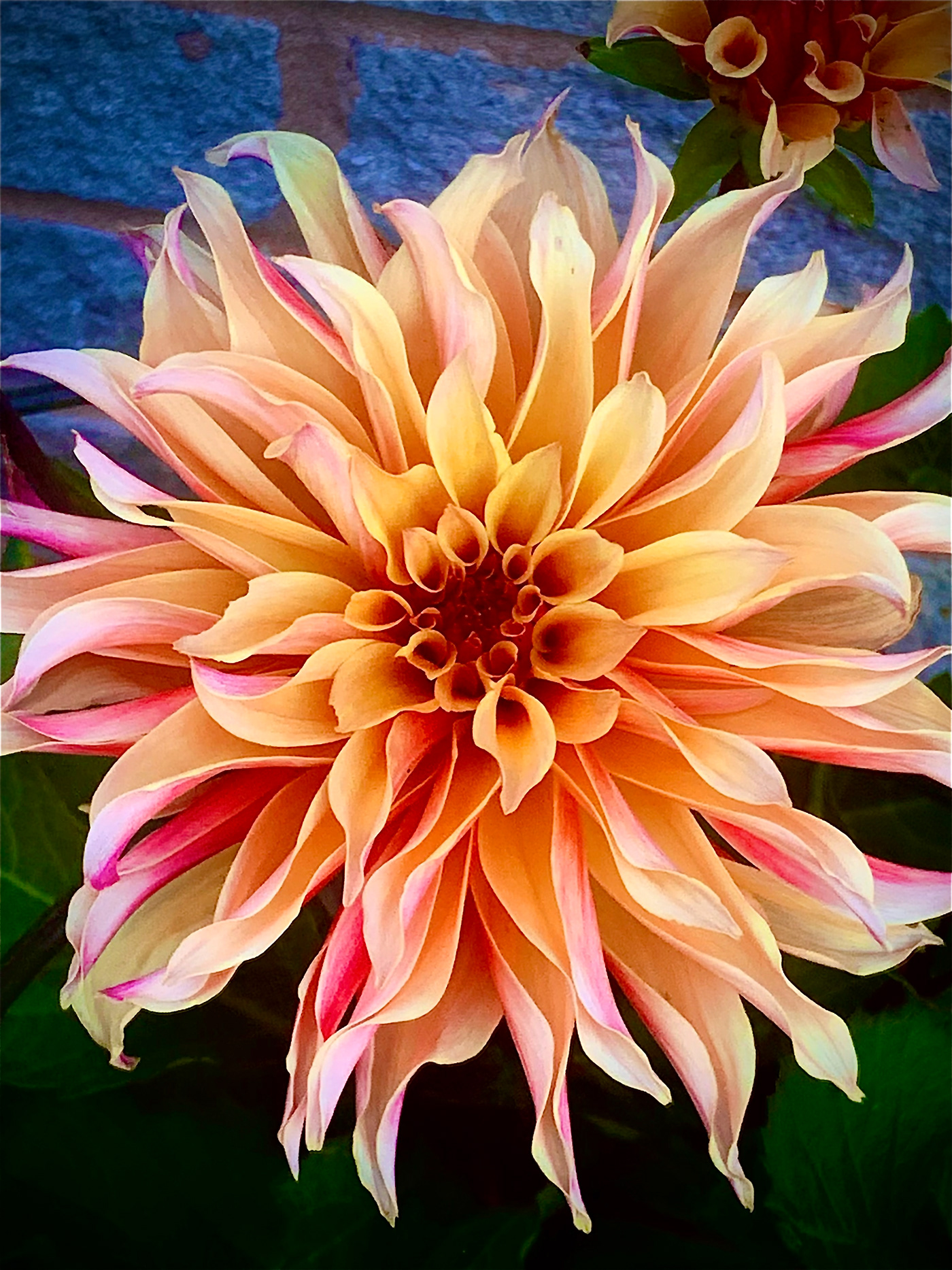Image may contain: flower, plant and dahlia