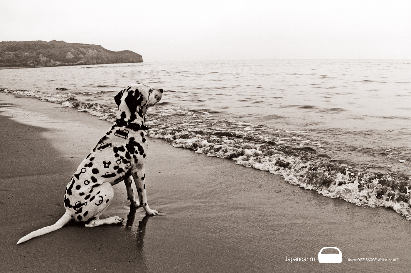 car teaser dog foto poster design graphic design  sea print Japan sea