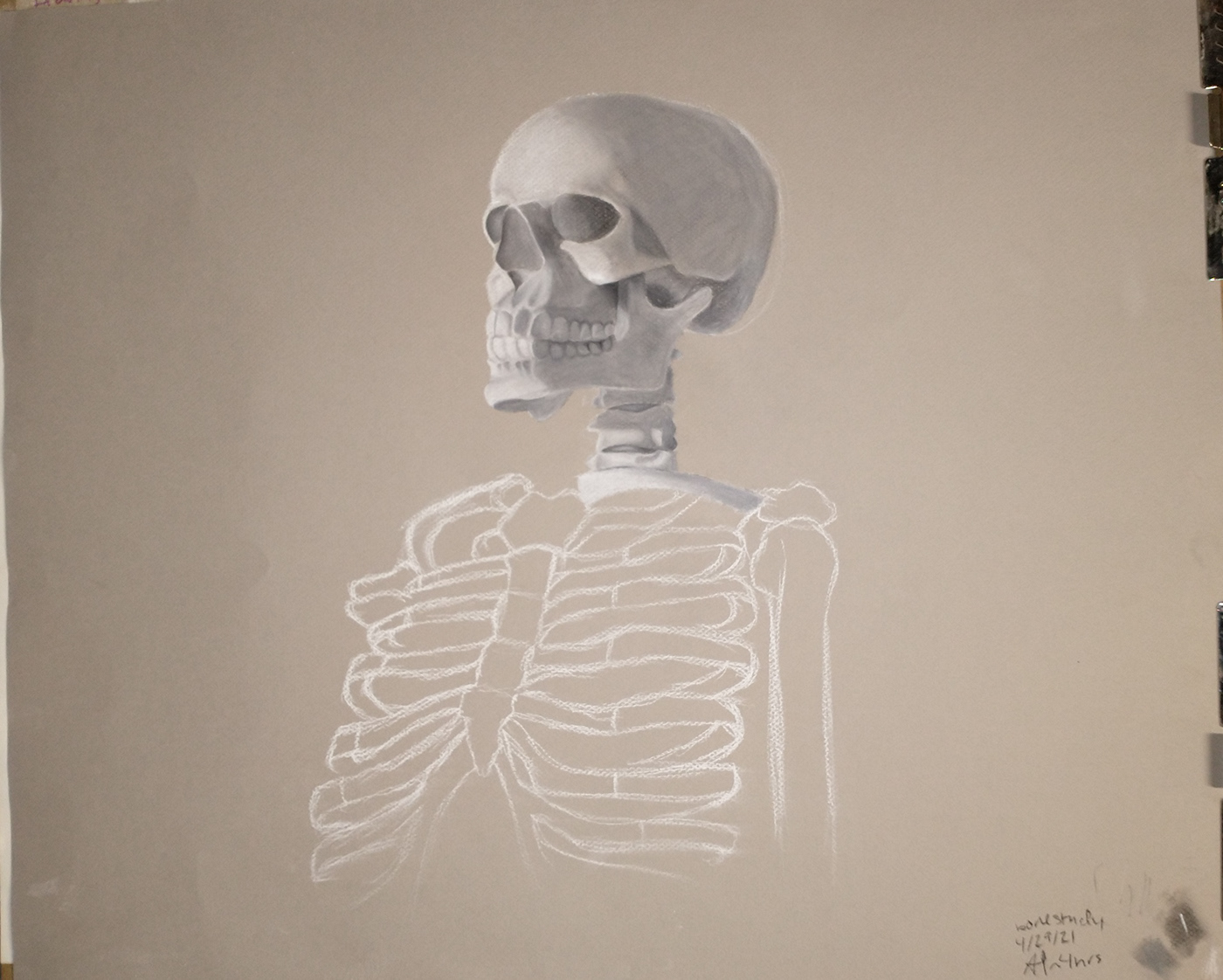 charcoal conte crayon Drawing  skeleton still life study