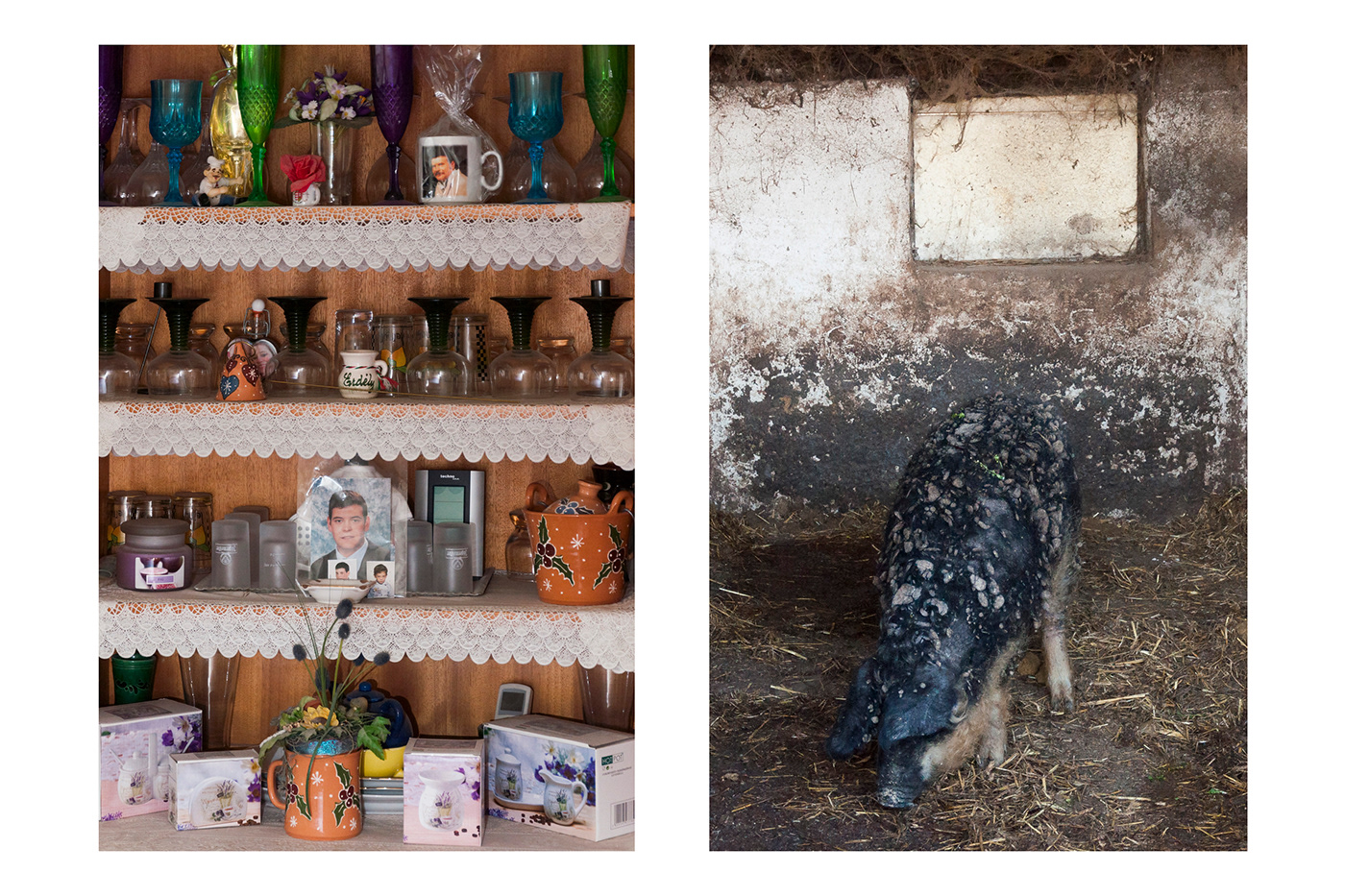 village family animlas pigs country essay photojournalism  portrait Nikon