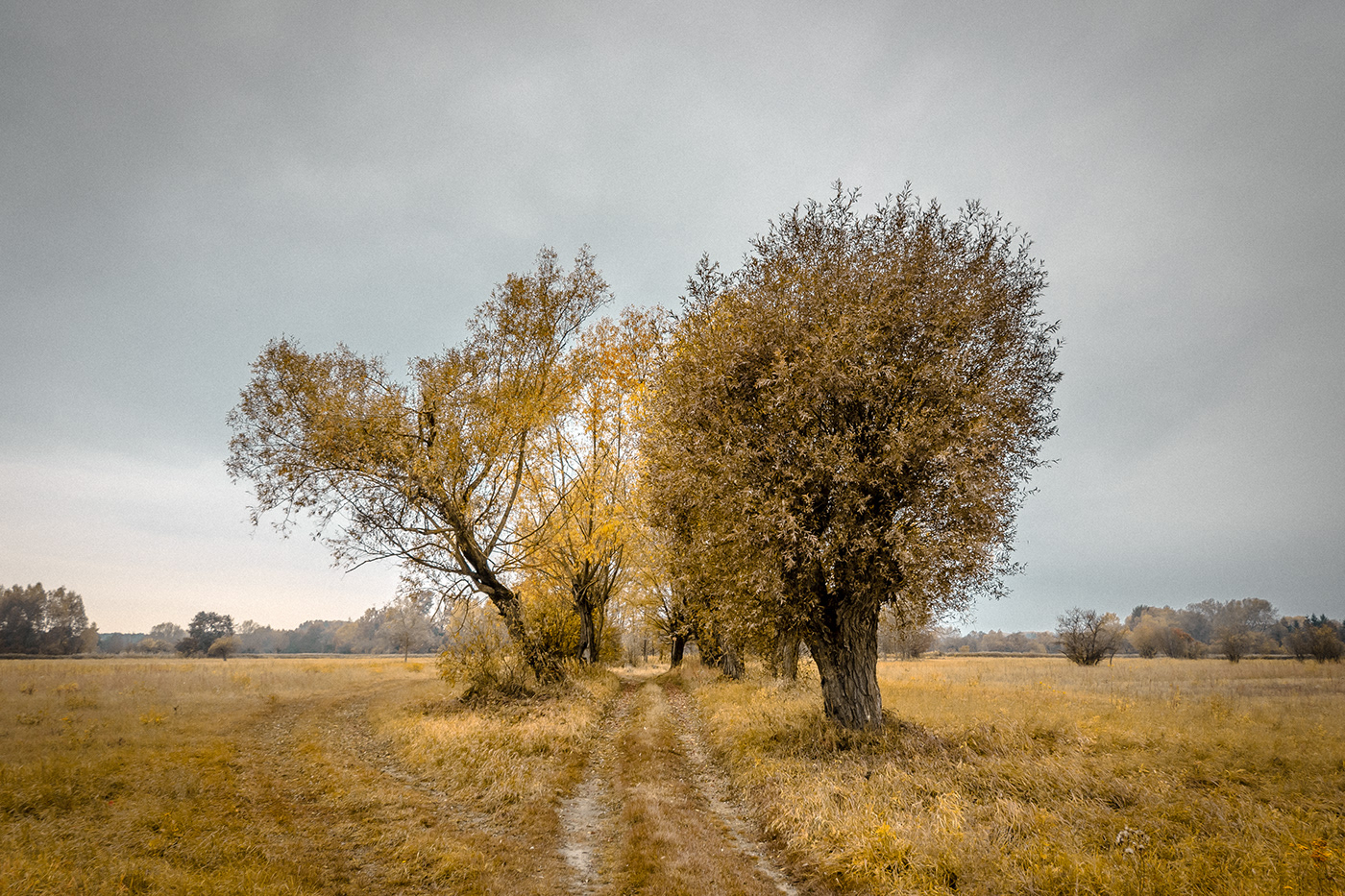 autumn Landscape lightroom Nature Photography  Tree  willow yellow
