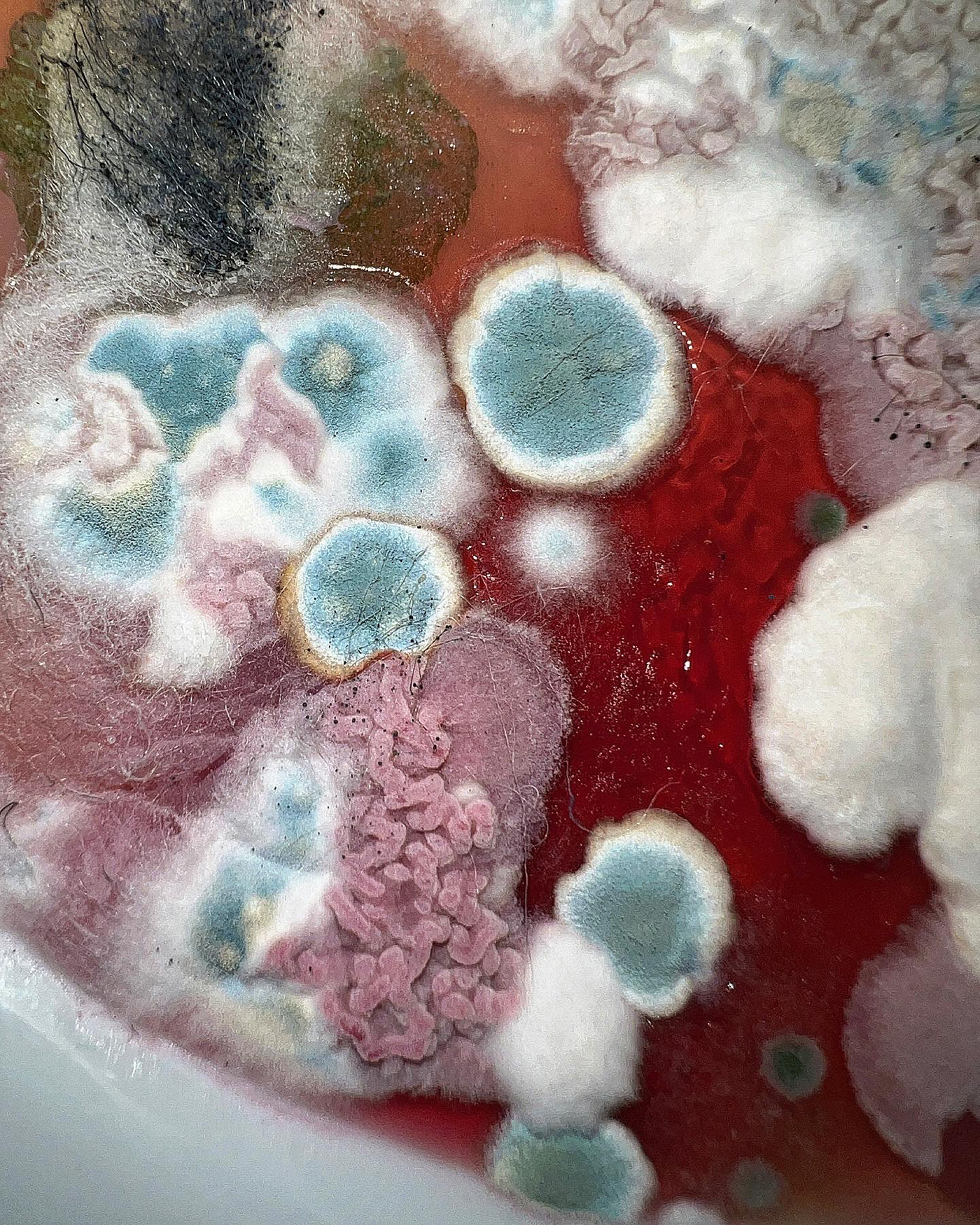 molds Ferment Bacteria beauty pattern palette Cheese spores Cultivate pigments colours bluecheese