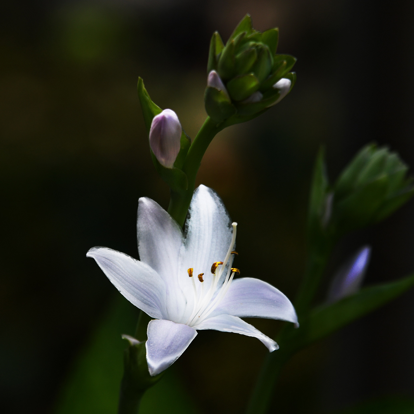 Pflanzen weiss white blumen blüten flower flower heads pflanzen Plant Weiss White
