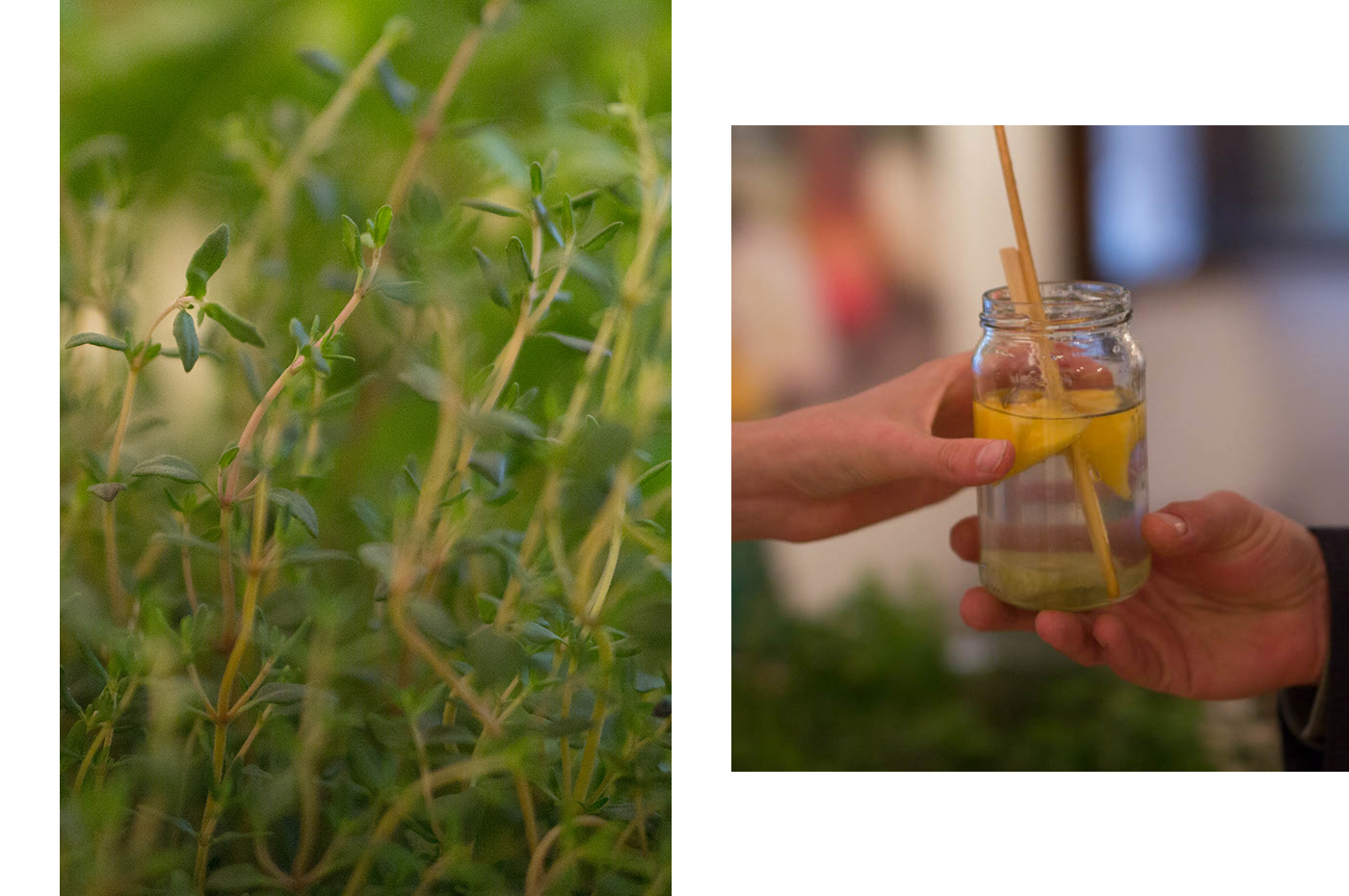 #monandherb #print #webdesign #Branding #herbs #fruits   #pushcart #drink #Organic #fresh #refreshment #lemonade #packaging #LogoDesign #icondesign