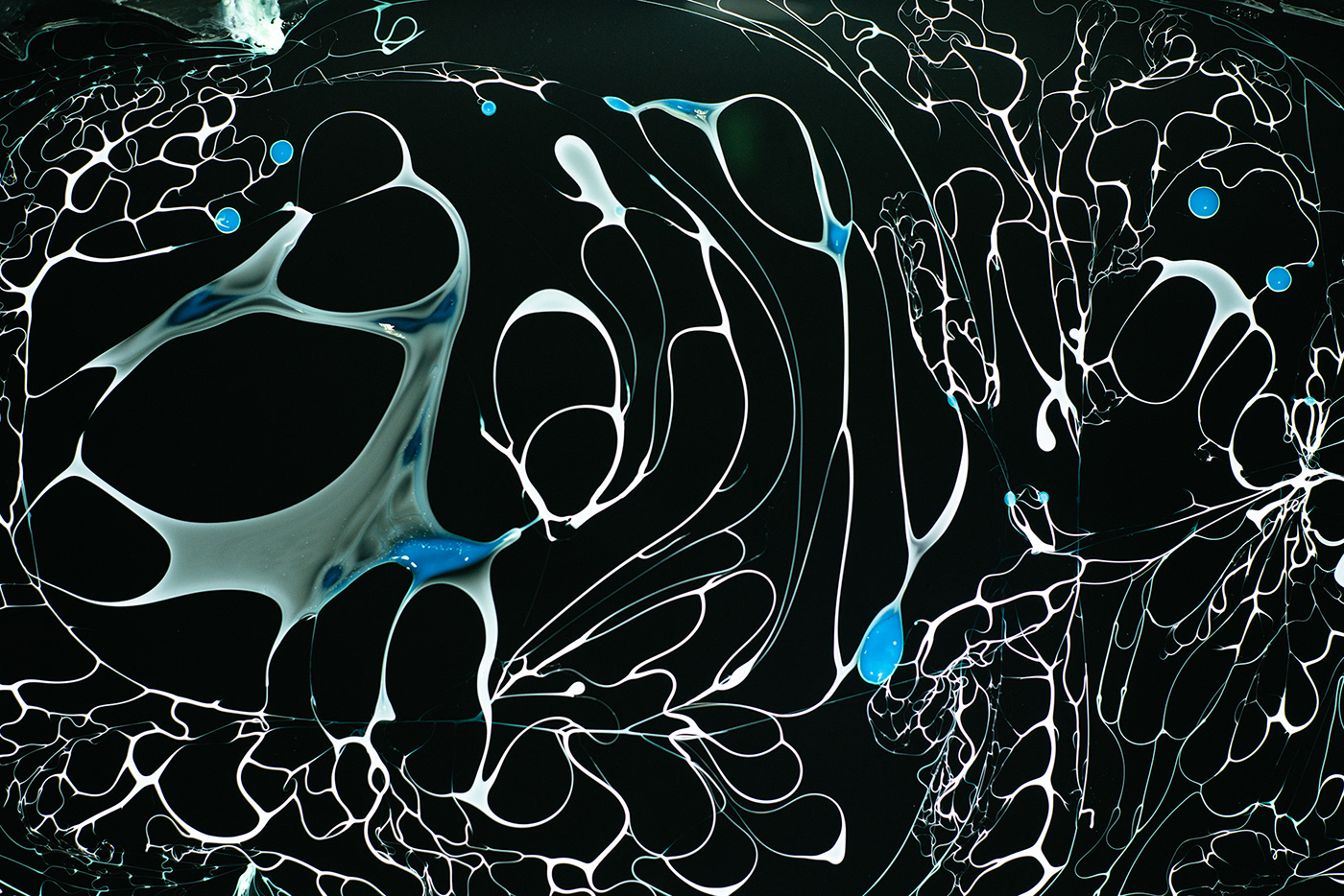Photography  macro Ocean organisms radiolaria biology cells fictional fractals арт