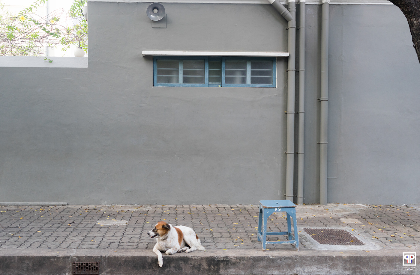 architecture dog India minimal Minimalism pondicherry south India Street street photography Tamil Nadu