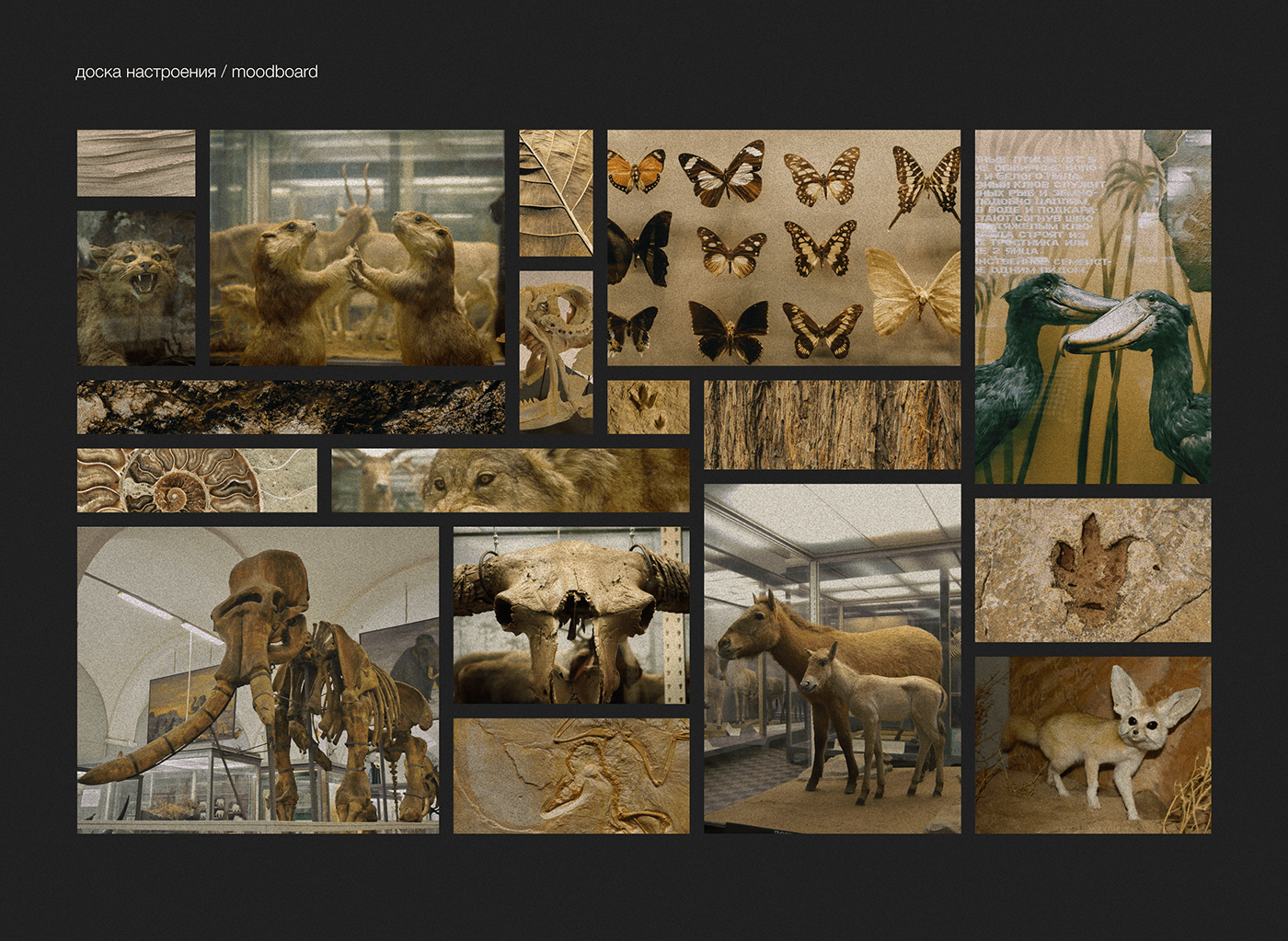 multipage museum saintdesign Website zoological веб-дизайн дизайн сайта зоология музей сайт