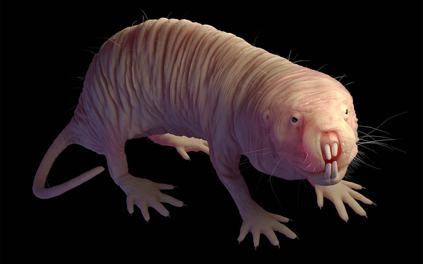 Naked Mole Rat (Rendering) .