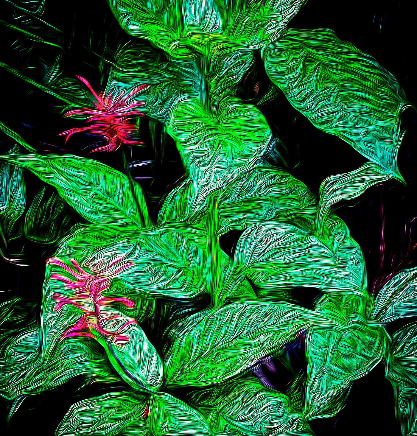 adobe artwork Digital Art  Flowers luminous Nature Photography  photoshop plants saturated