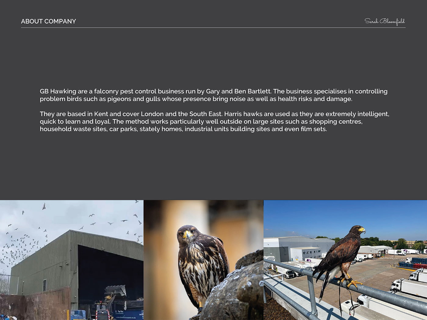 abstract Chase eco environment falcon Falconry green hawk Pest Control pigeon