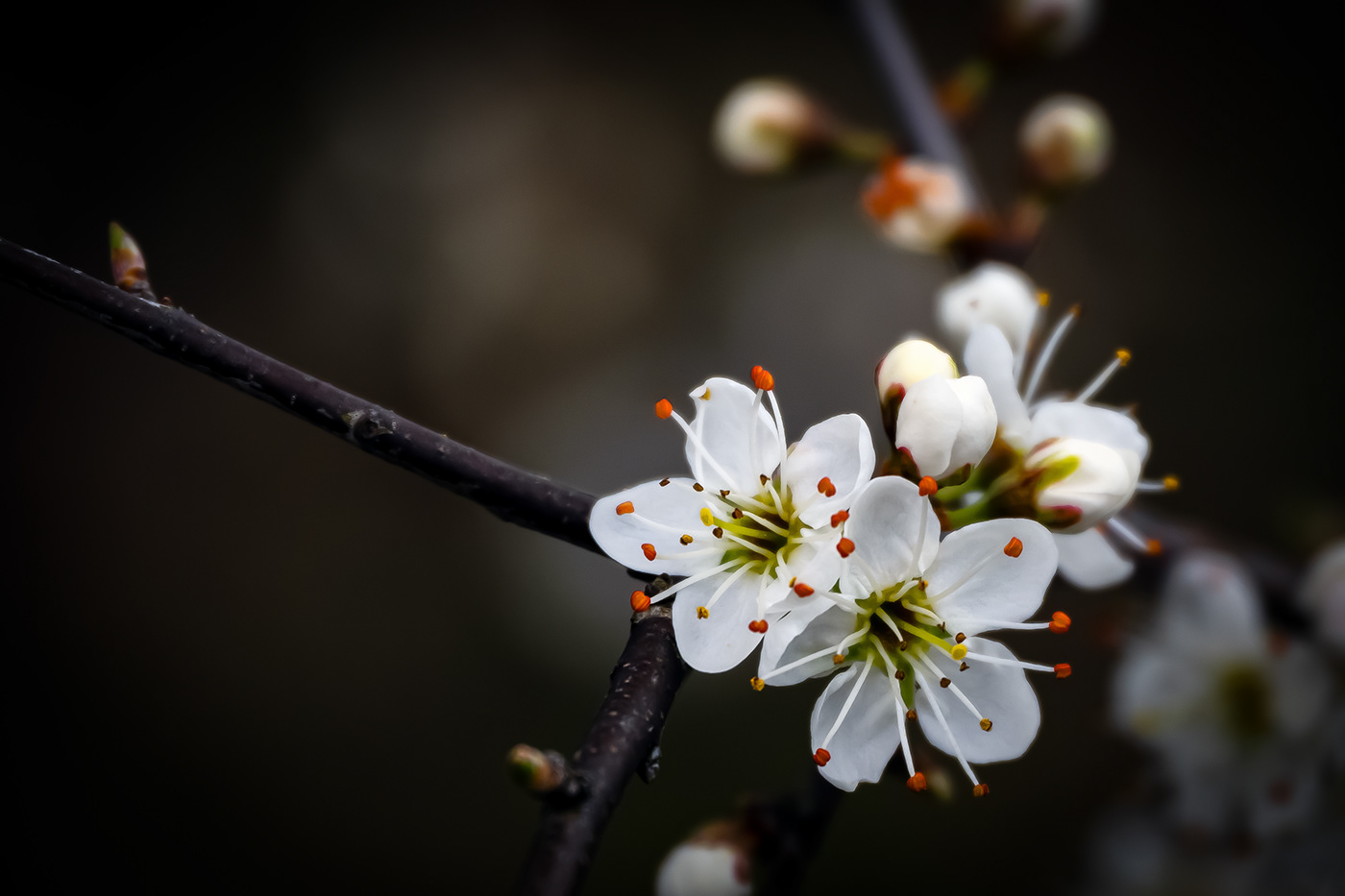 spring Nature Photography  blossoms