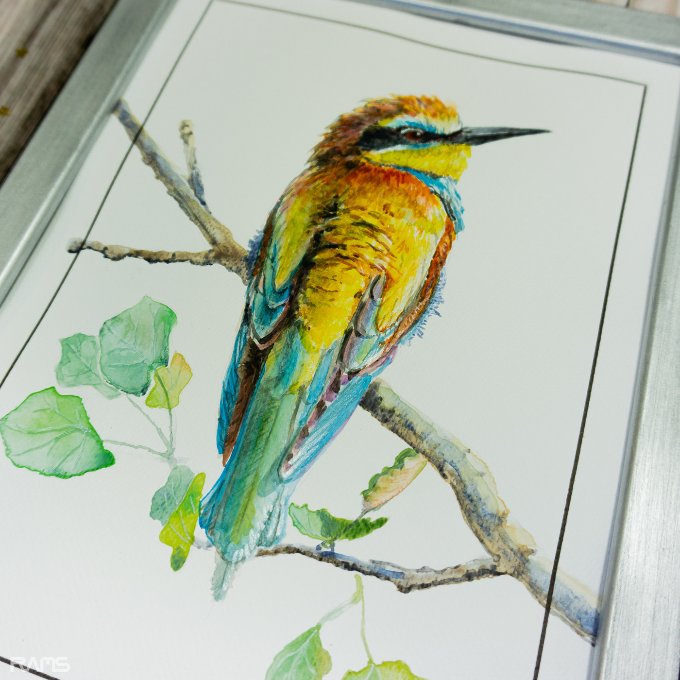 aquarelle art bird birds Merops apiaster painting   Paintings watercolor