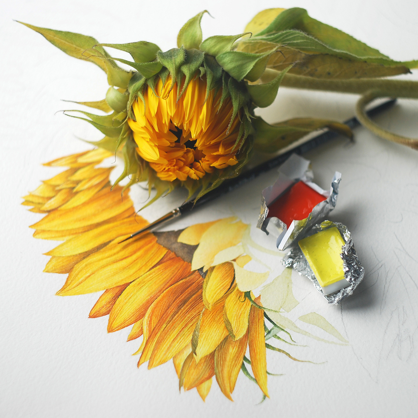 botany Drawing  flower ILLUSTRATION  Label packaging. painting   perfume sunflower watercolor