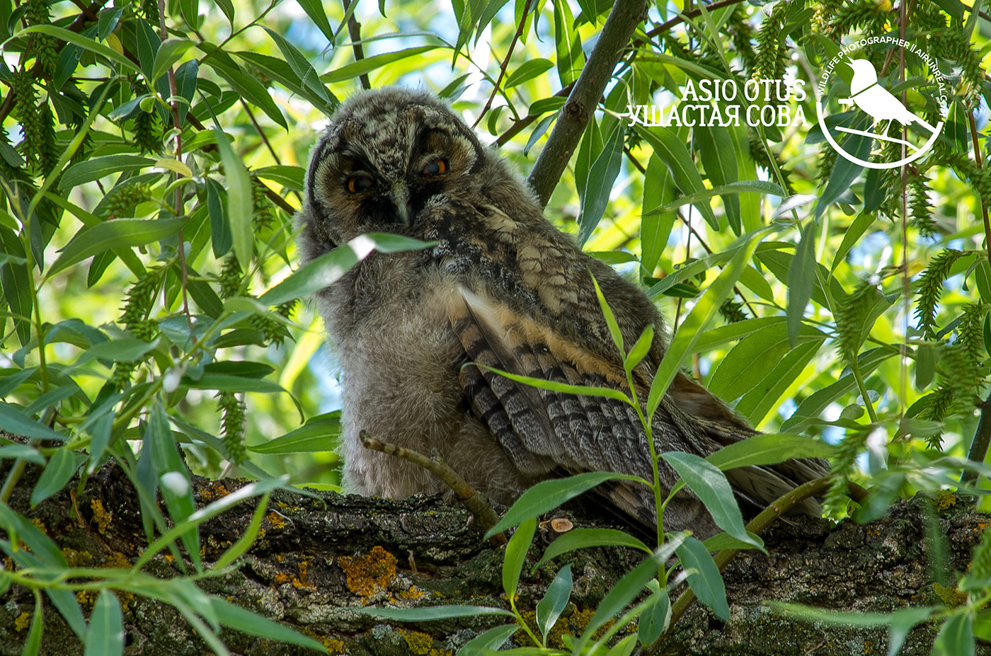 Asio otus bird birds birdswatching long-eared owl owl Russia volgograd wildlife