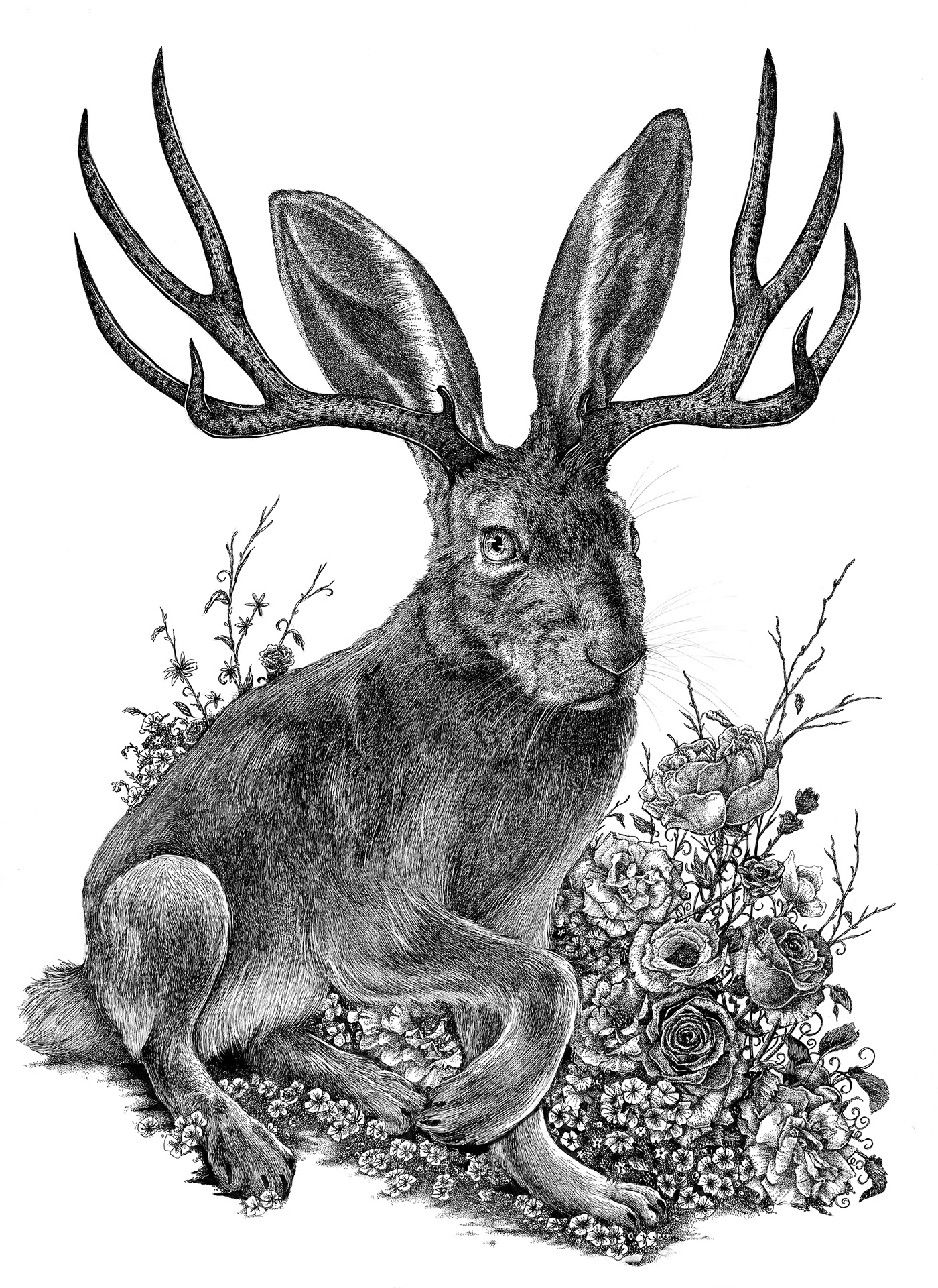 cryptid fairy tale jackalope legend myth Nature rabbit Stories Urban Legend wildlife