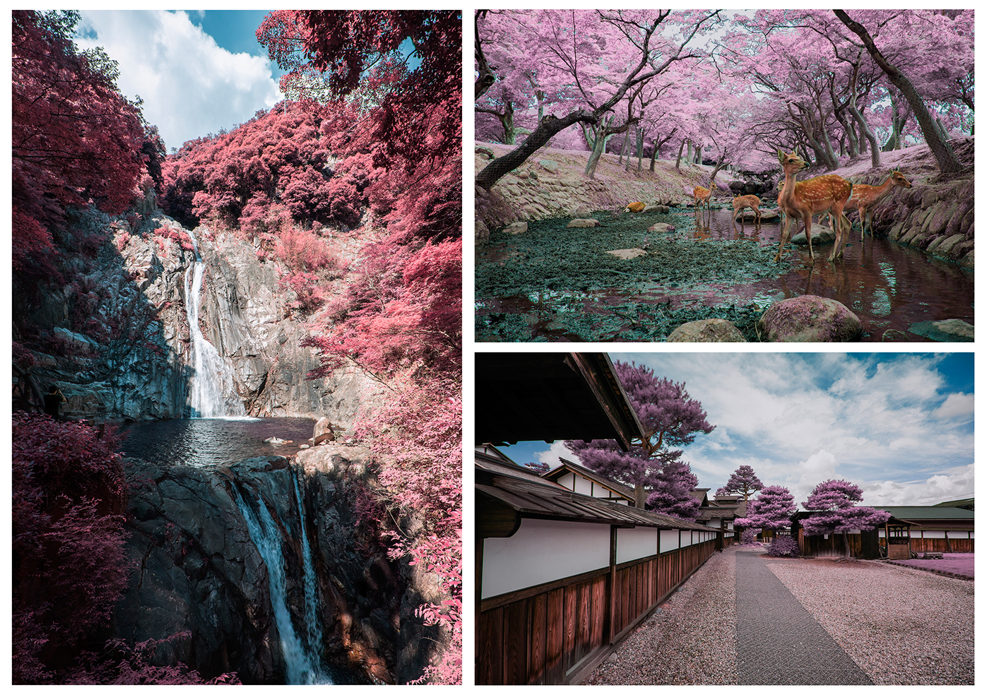 infrared Canon Photography  japan Nature architecture Travel photojournalism  digital