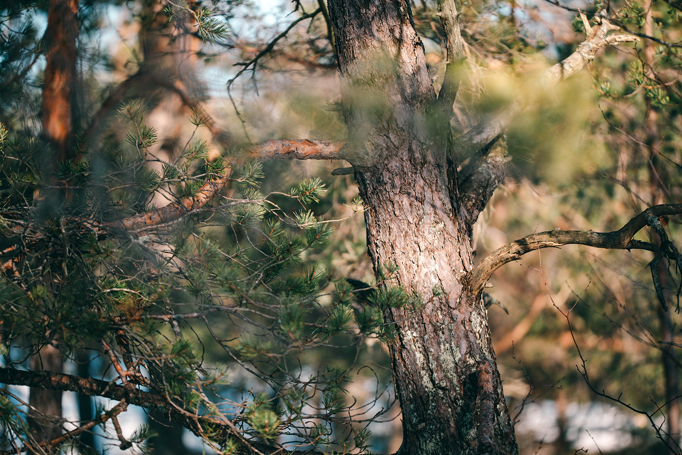 branches closeup finland forest lichen macro pine Presetr spruce trees