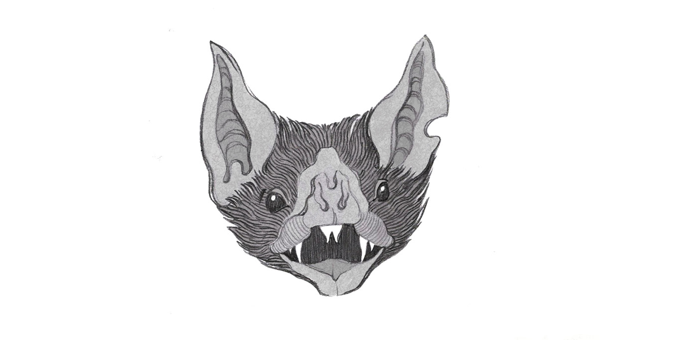 Bats bat ILLUSTRATION  Drawing  иллюстрация sketches