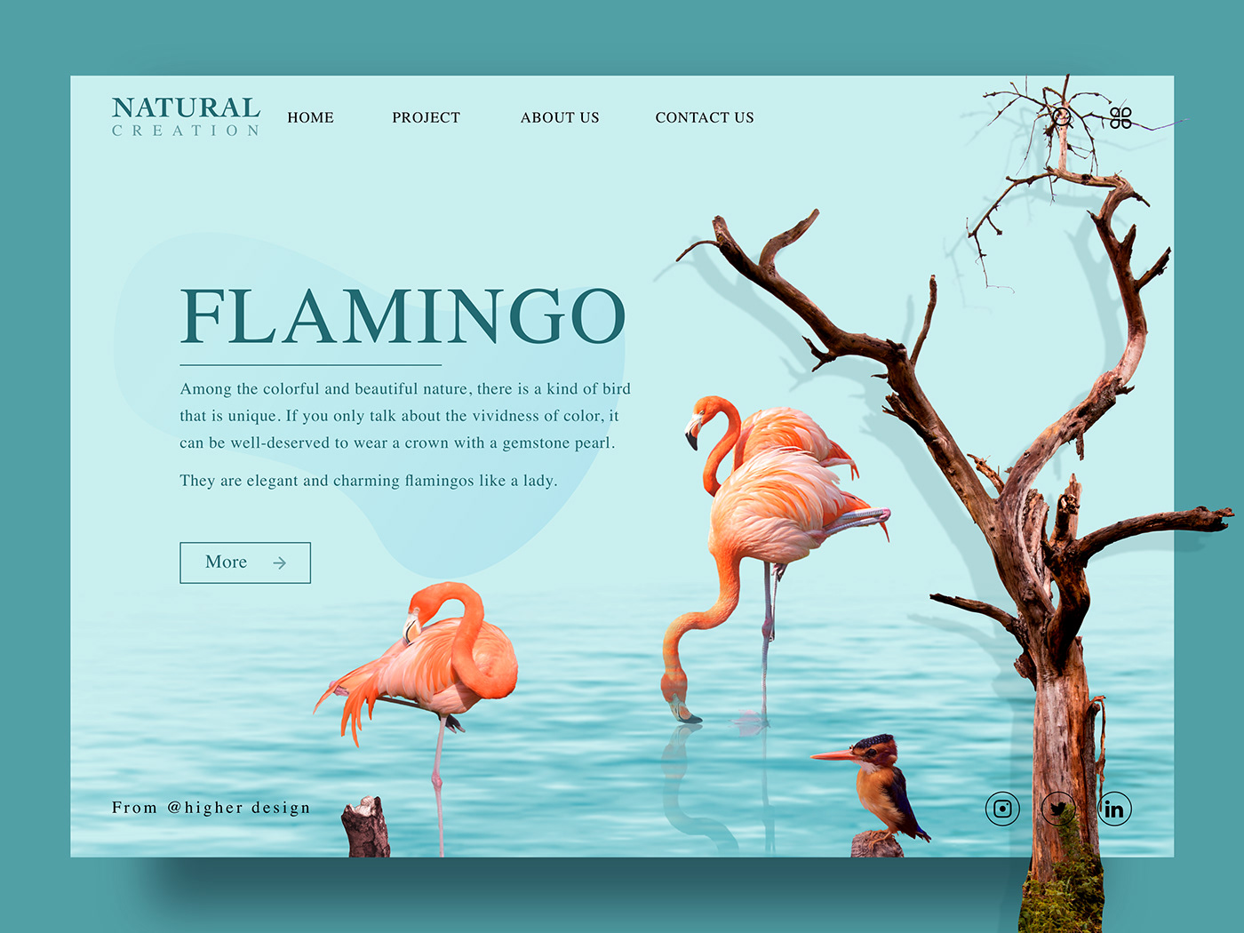 Web Design  user interface design bird natural