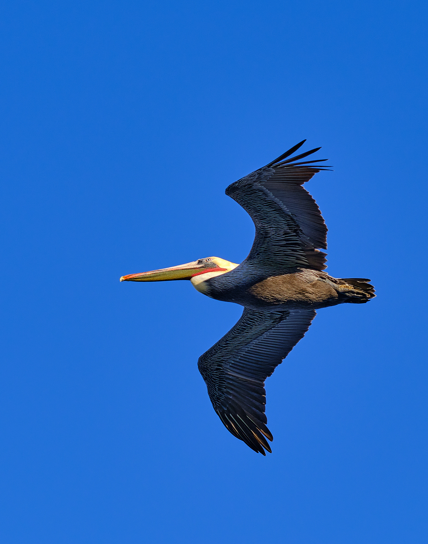 birds California la jolla Nature pacific pelicans sea Travel