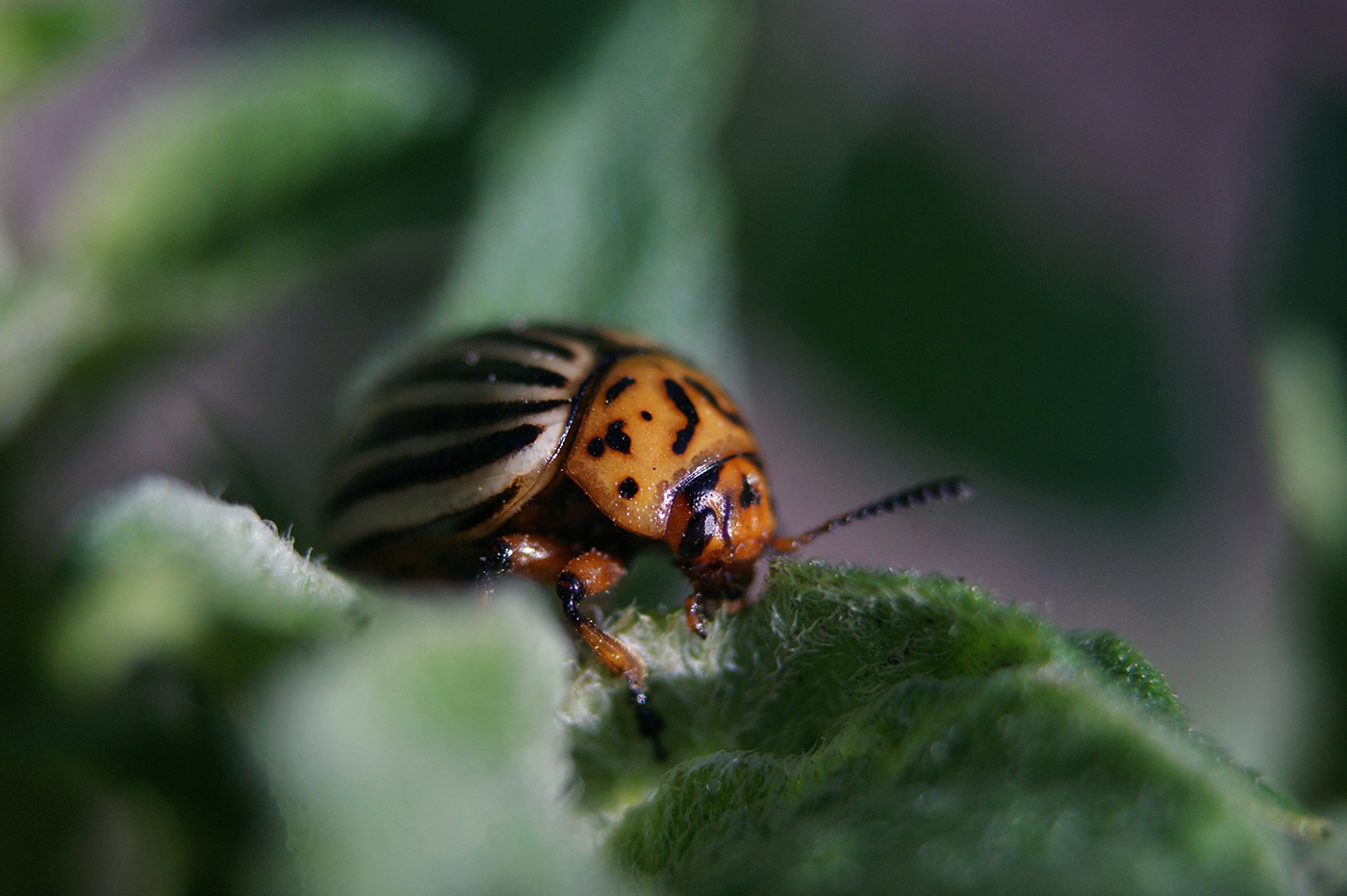 beetle bug Colorado beetle insect macro Nature Photography 