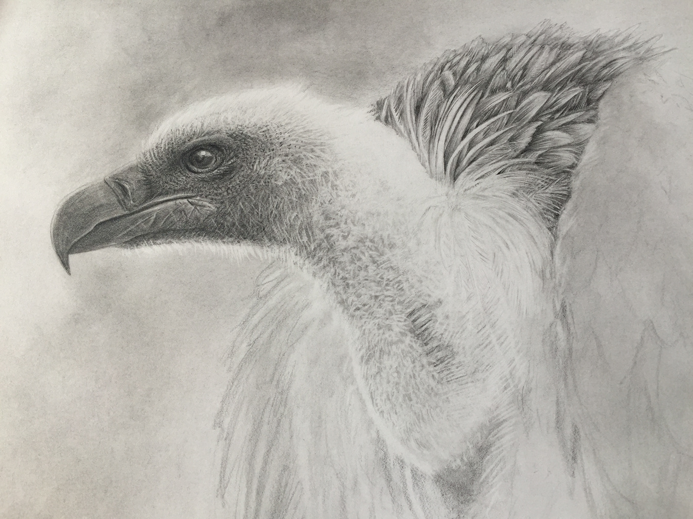 vulture Pencil drawing bird art realistic ILLUSTRATION  graphite analog