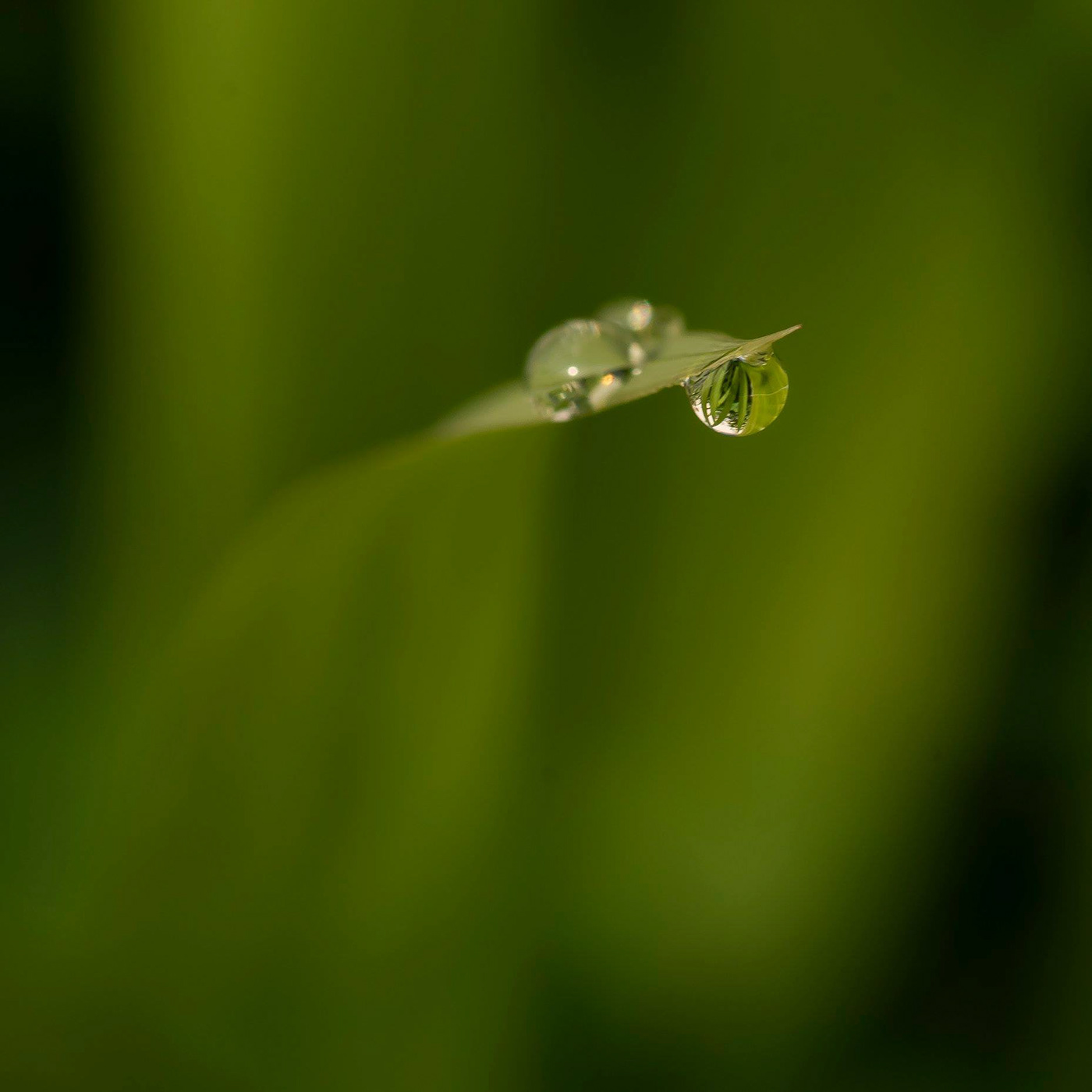 dew drops Nature reflections leaves botanical macro abstract contemporary green