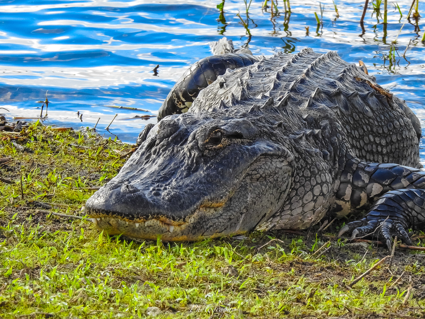 reptile animal Nature Photography  photographer alligator animals