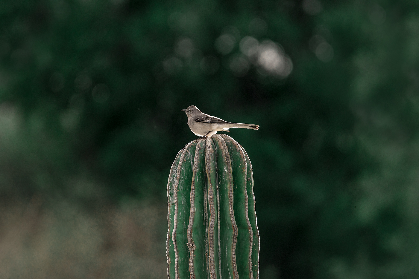 aves baja california sur birds birds photography mexico Nature Travel