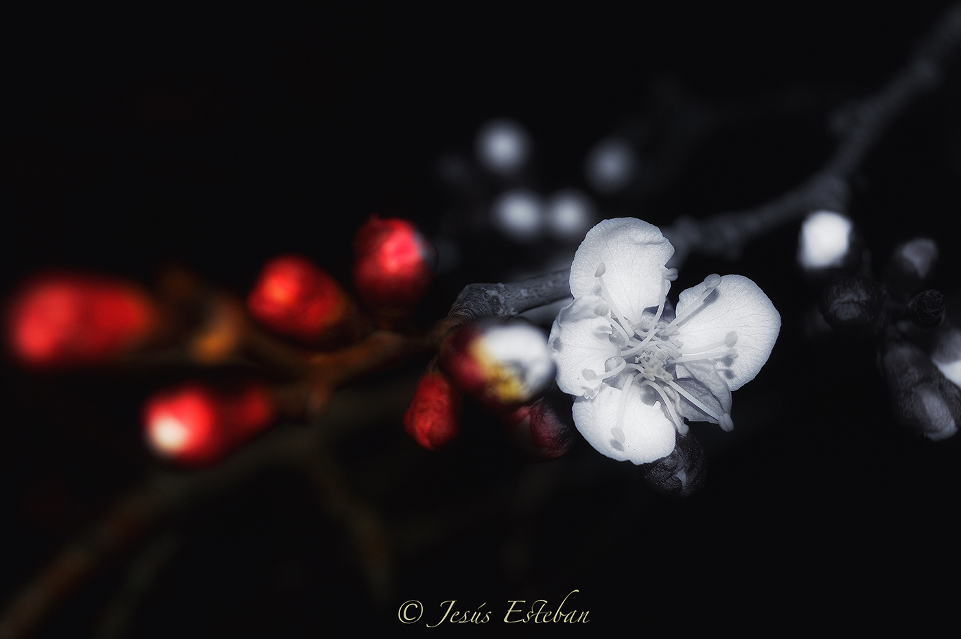 flor flower Fotografia Photography 