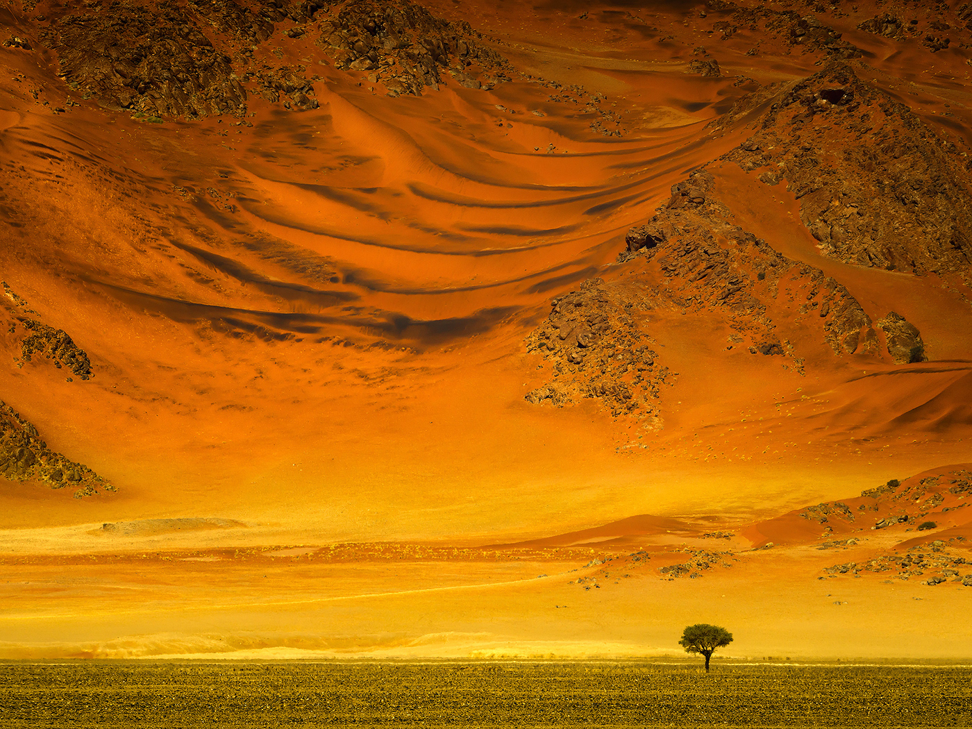 africa desert etosha Landscape landscape photography namib Namibia Nature Tree  trees